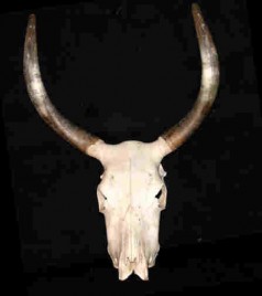 Bullenschädel , Western Dekoration