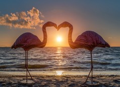 Flamingo , Hochzeitdekoration