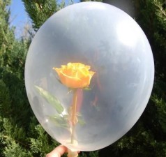 Rose im Ballon