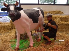 Kuhmelkspiel / Wettmelken / Kuhmelken