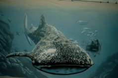 Wal Unterwasser Bühnenbild , Maritime Dekoration , Wal Bild