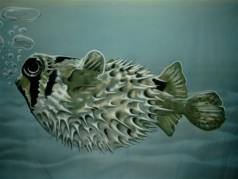 Kugelfisch Unterwasser Bühnenbild ,Maritime Dekoration , Fisch Kulisse