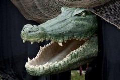 Krokodil , Piraten Dekoration