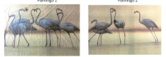 Flamingos Kulisse