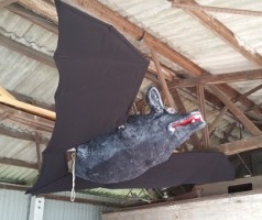 Fledermaus XXL, Halloween,