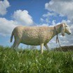 Schaf, Wetterfestes Schaf