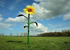 Riesen Blumen Sommerblume XXL Riesenblumen