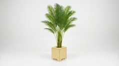 Hanfpalme mit Holz-Topf, Wetterfest. ARECA Palme mieten – Tropische Goldfruchtpalme für Events