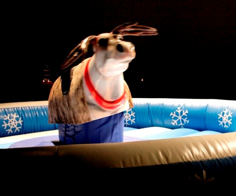 Rentier Rodeo / Bullriding / Rodeo / Bull Riding / Bulle  – 2