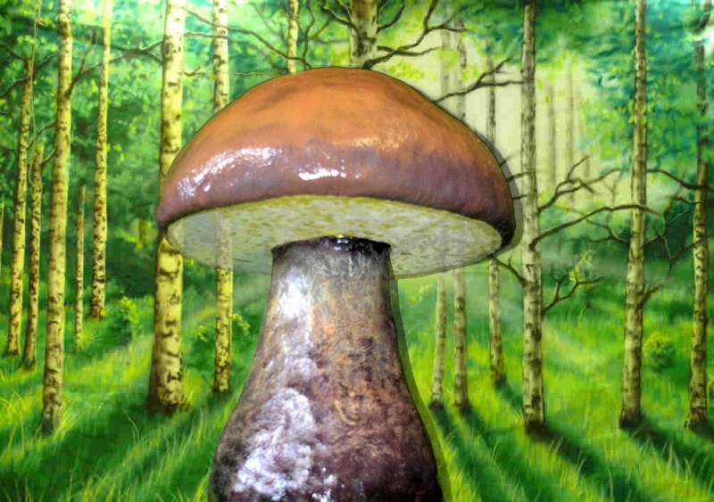 Riesen Pilze , Pilz