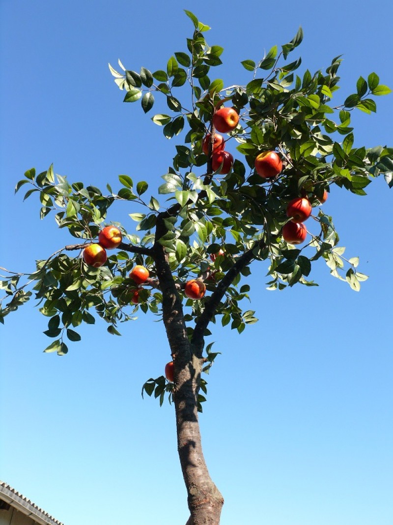 Apfelbäume