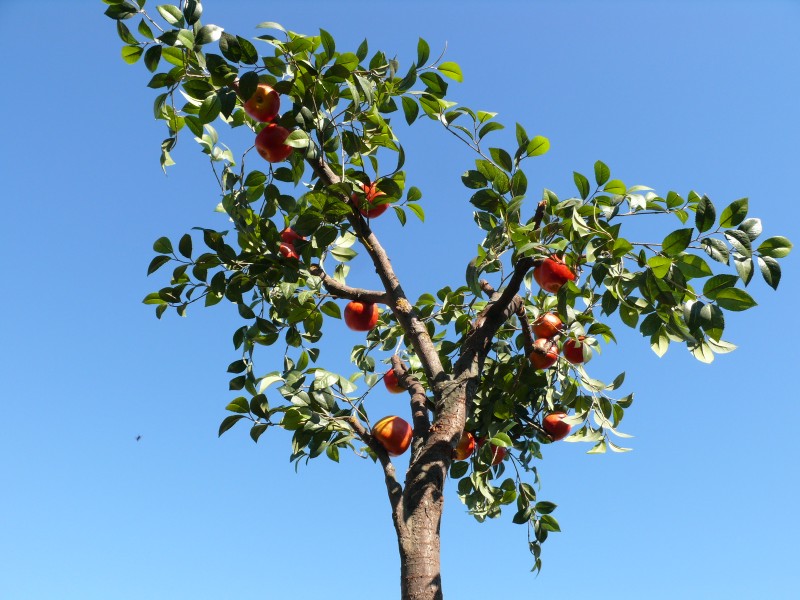 Apfelbäume – 2
