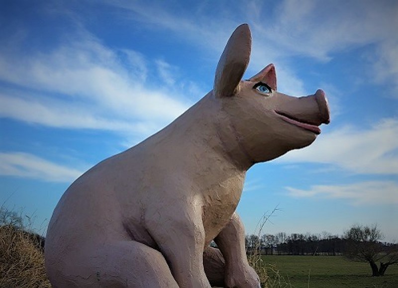 Schwein, Glücksschwein, großes Schwein