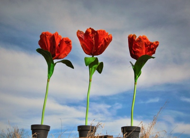 Riesen Tulpen - Frühlingsdekoration , Blumen Dekoration , große Blumen – 2