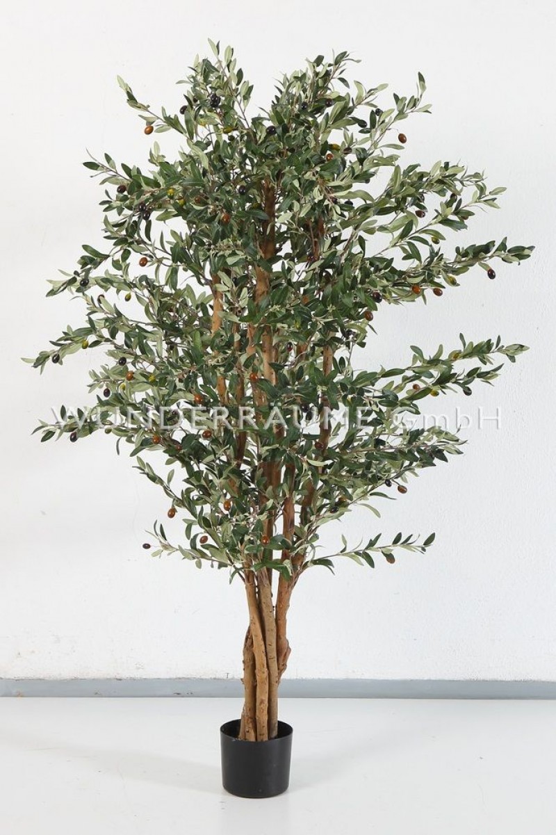 Olivenbaum M