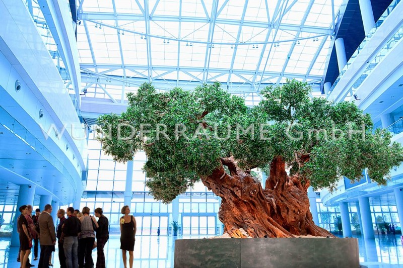 Olivenbaum XXL – 3