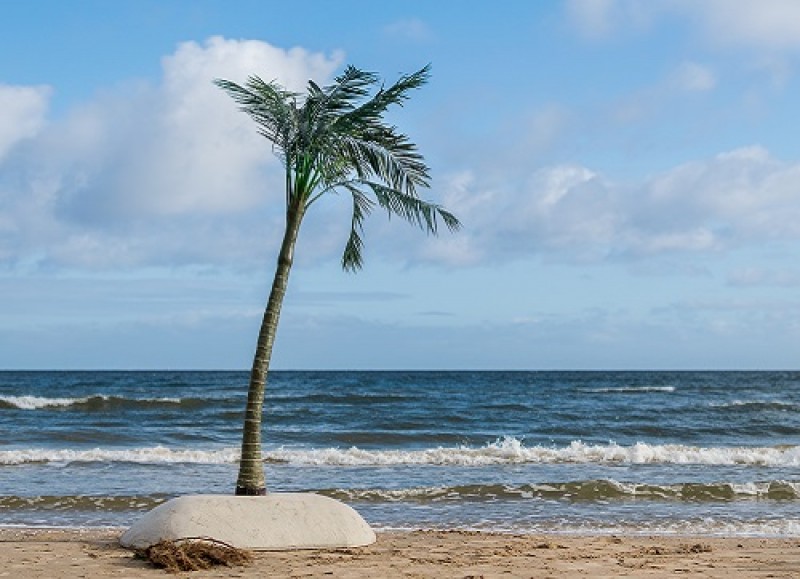 Palmen 3m , Strand Palmen , Strand Dekoration , Karibik Dekoration – 3