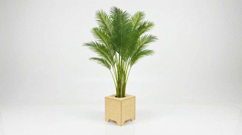 Hanfpalme mit Holz-Topf, Wetterfest. ARECA Palme mieten – Tropische Goldfruchtpalme für Events